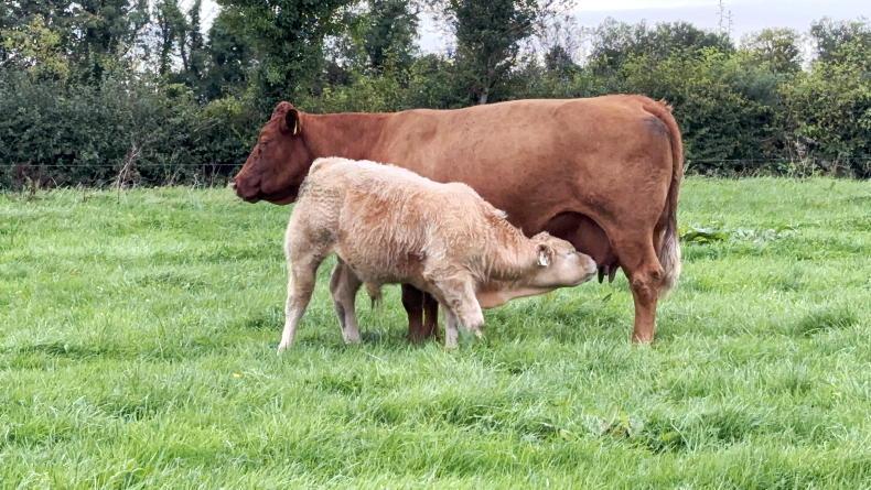 Comment: new TB measures mean more work for farmers