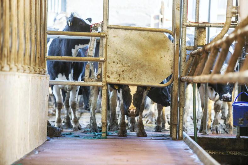 NI milk production continues to rise