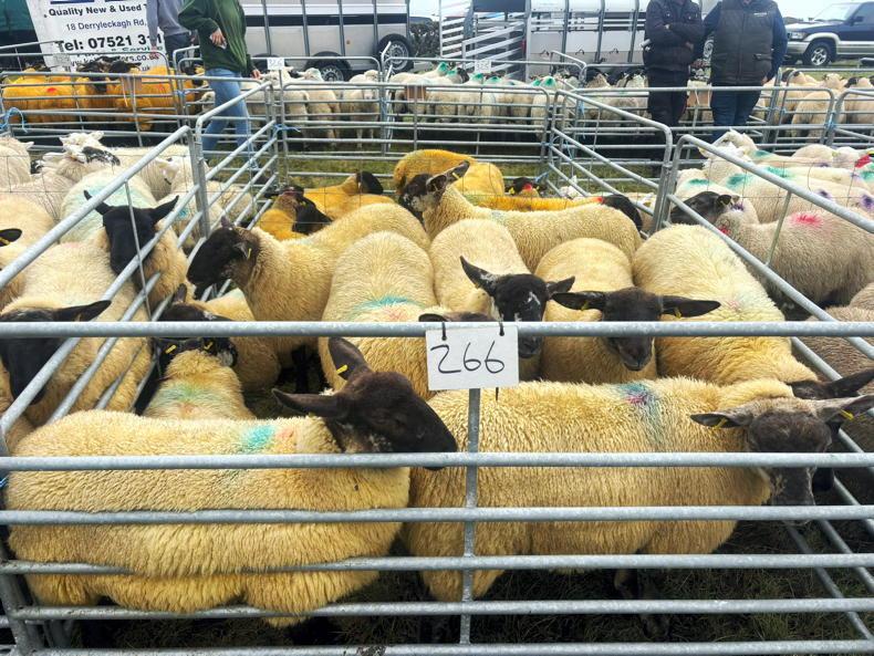 Sheep mart prices: agents remain coy for finished lambs