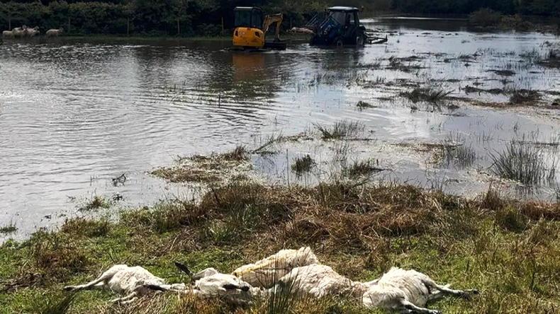 Watch: over 270 sheep swept away by floodwaters in Wales