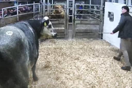 Watch: in-calf heifers average €4,931 in Tuam Mart