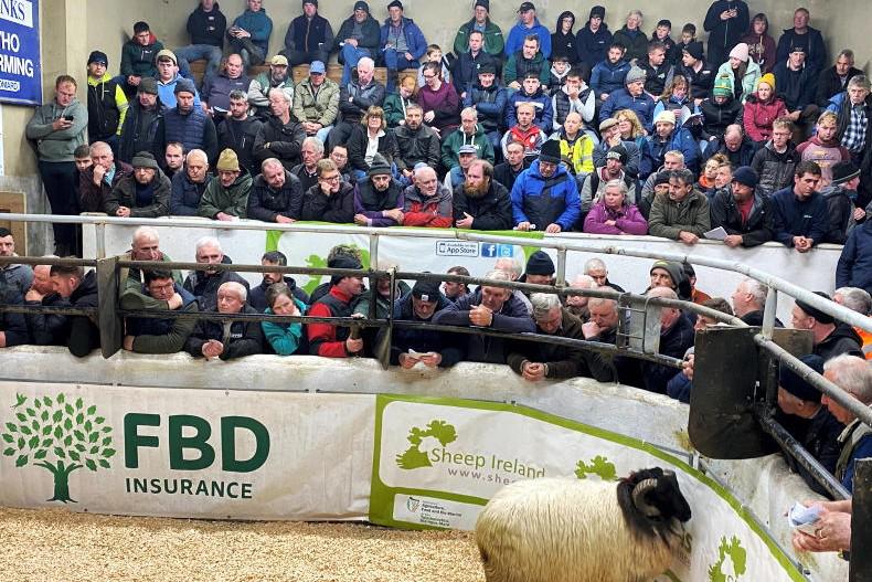 Sales dates announced for hill sheep breeding groups