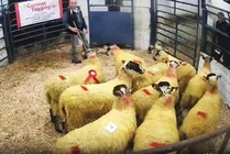 Watch: hoggets sell to €435/head in Mule Lanark sale