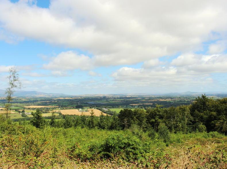 Choosing the right forestry scheme and the right species 