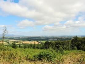 Choosing the right forestry scheme and the right species 