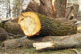 Secure payments, strengthen timber trade and ensure confidence with clear sales 
