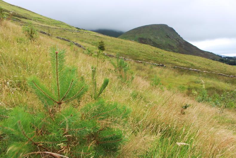 Planting native trees on the uplands