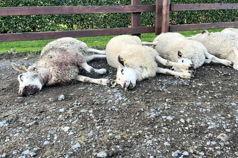 11 sheep killed and more injured in suspected dog attack