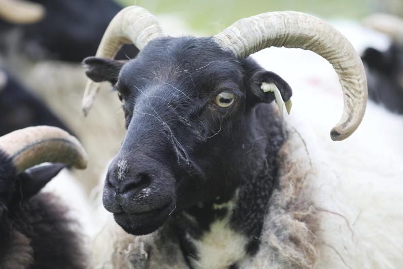 How Mayo became home to Ireland’s largest sheep farm