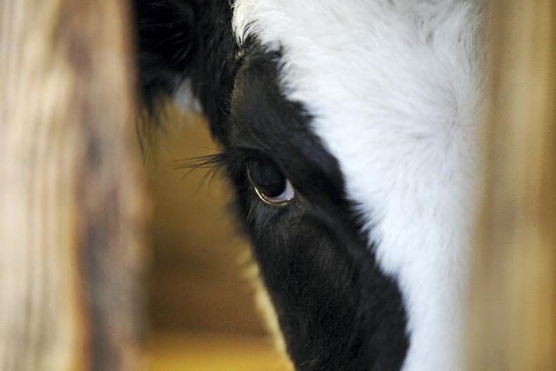 Cork Marts fined for animal welfare breaches 
