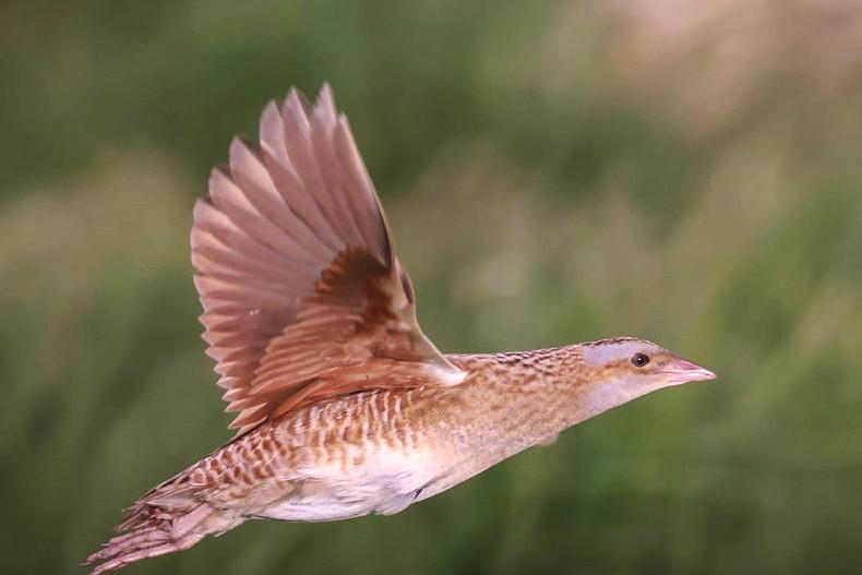 Farmers 'key' to 20% increase in corncrake numbers 