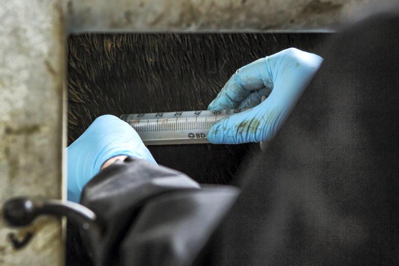 New head of ATU veterinary college confirmed