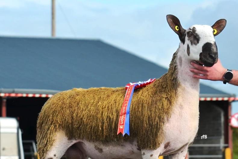 Records broken at Ballinrobe Bluefaced Leicester Sale