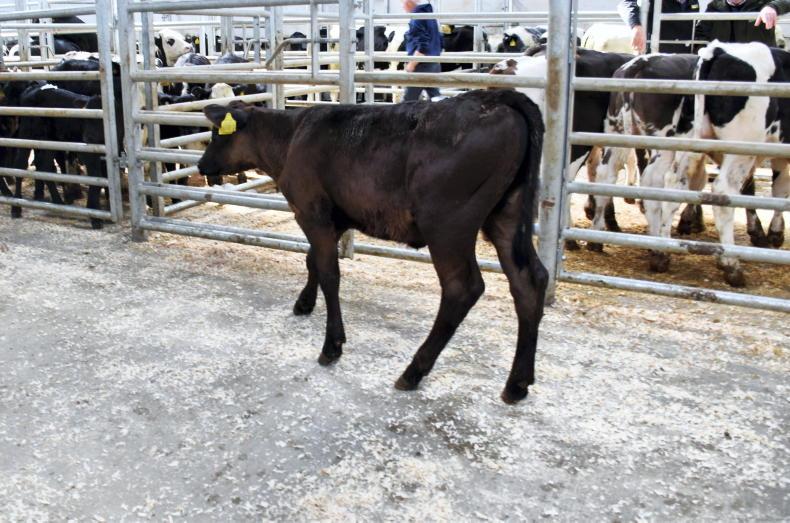 Roaring trade for cattle at Rathfriland