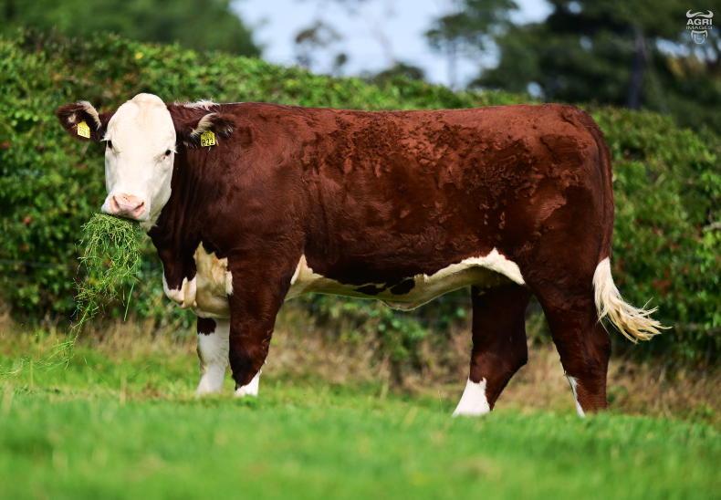 Irish buyer acquires top-priced Solpoll heifer