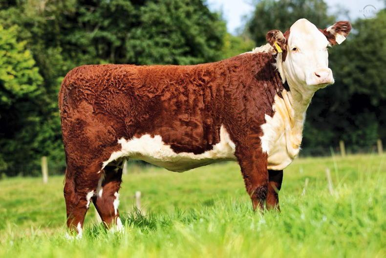 Corlismore herd to host second online timed auction