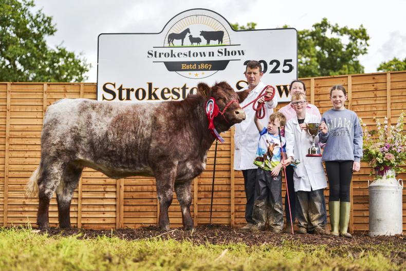 Shorthorns turn up the heat in Strokestown 
