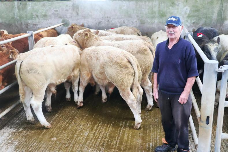 Camera at the Mart: average of €7.95/kg in Kilfenora weanling sale