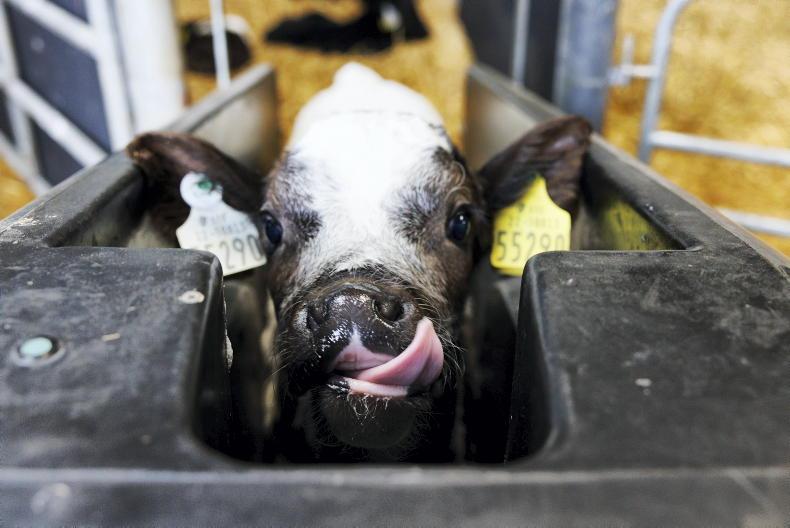 Over £900 required to cover cost of calves