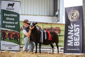 Zwartbles sheep hit new female record in Carrick