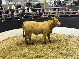 Martbids Database: poor cattle hardest hit in marts  