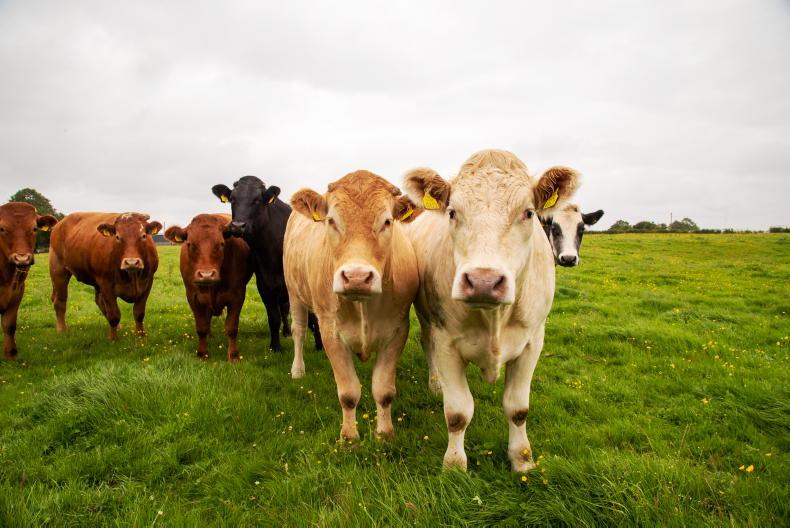 Grass+ Beef : grazing conditions deteriorate on Ploughing week