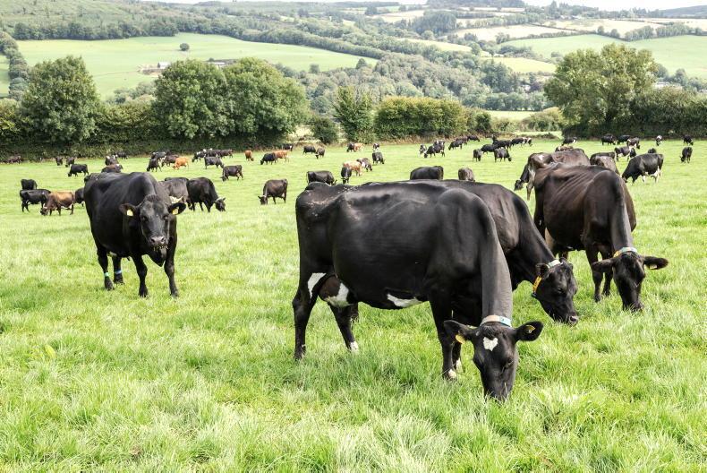 Dairy Management: wet weather, milk prices and bloat