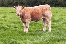Beef Management: weaning, SCEP targets and closing date for Beef Welfare Scheme