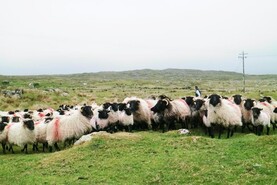 Sheep Management: addressing ewe condition ahead of mating
