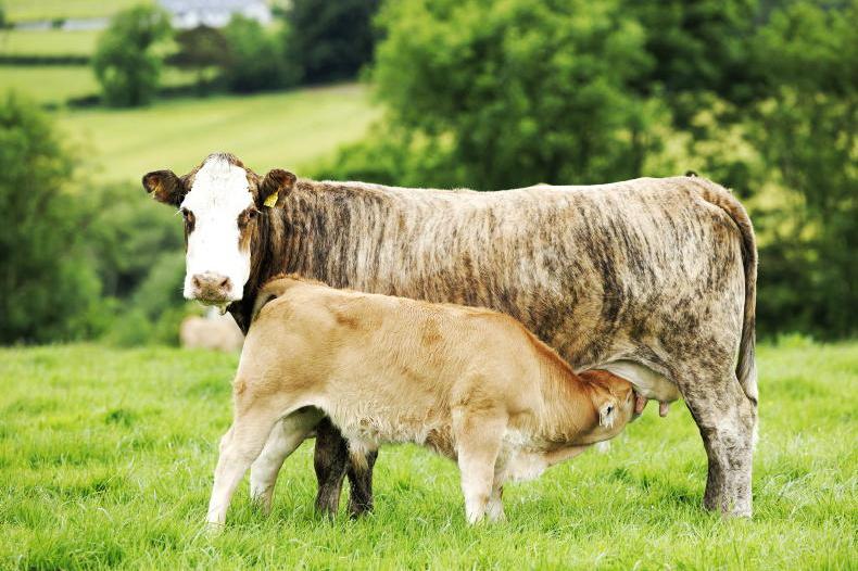 1,150 herds on track for a hefty SCEP fine