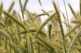 Teagasc can be ‘Tinder’ for tillage and pig farmers