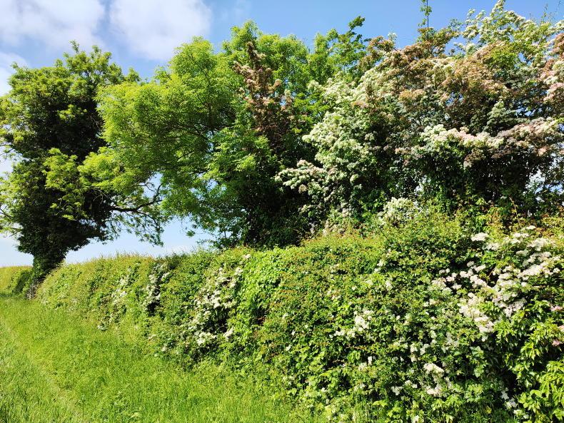 Hedgerow photo competition seeking farmer applications