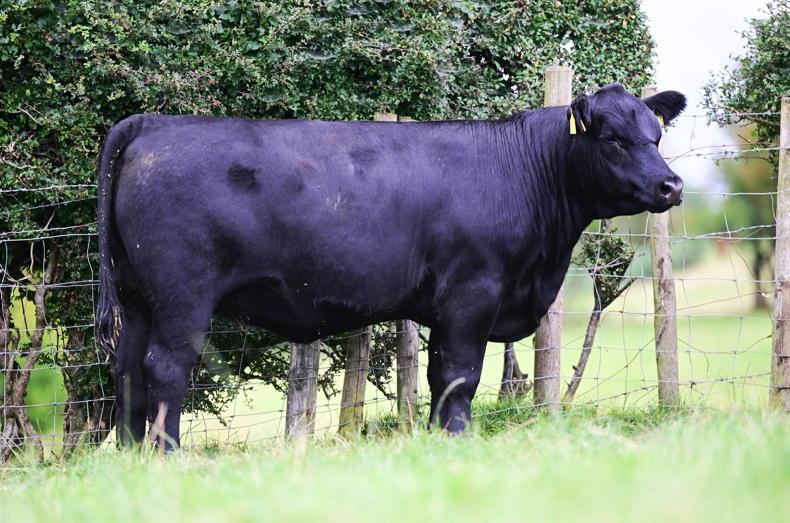 Red and black Angus heifers consigned for Killaney anniversary sale