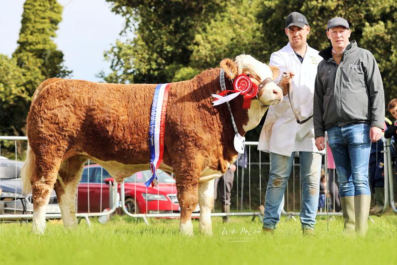 Simmentals return to the Ploughing with a bang