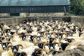 Farmer Writes: best to leave the experts to sort the sheep
