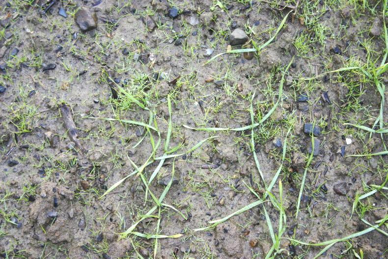 Running out of herbicide options for grass weeds