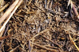 Slugs can take out whole fields of rye