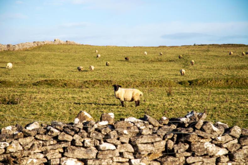 Roscommon farmers with rocky land wanted for new scheme