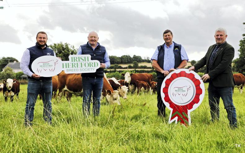Irish Hereford teams up with Dawn Meats