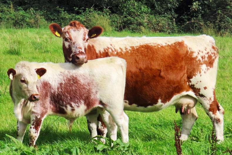 What's on in the pedigree cattle world this weekend 