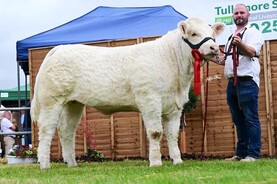 Watch: Charolais heifers hit €15,500 twice in Carrick