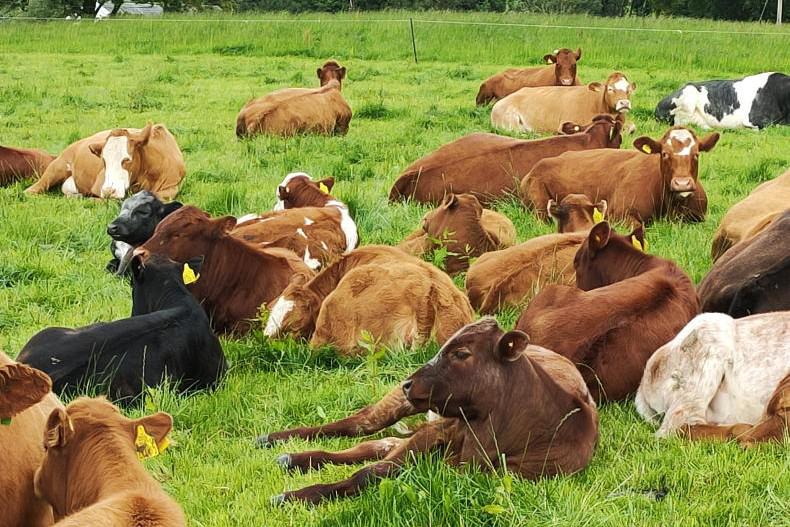 Finding breeding lines best suited to NI