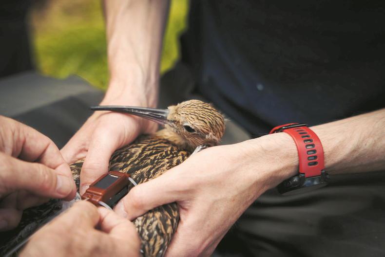 Gun clubs to take out mink      