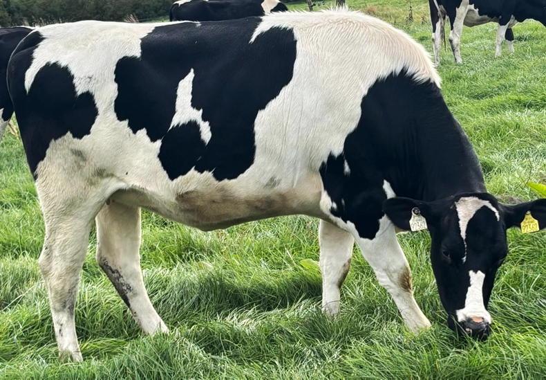 Ripping trade at Radney dairy sale