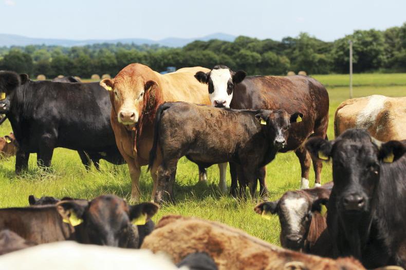 How to secure €10,000 in beef scheme money this autumn