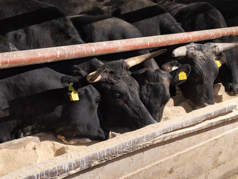 NI dairy farms wanted for Wagyu calves
