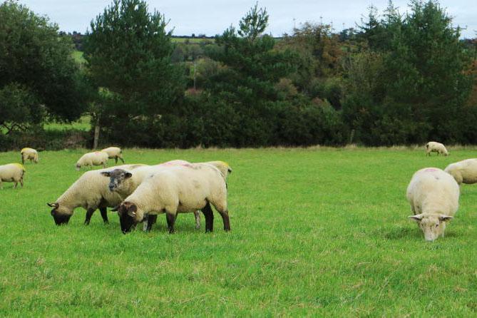 Optimising grassland management this autumn