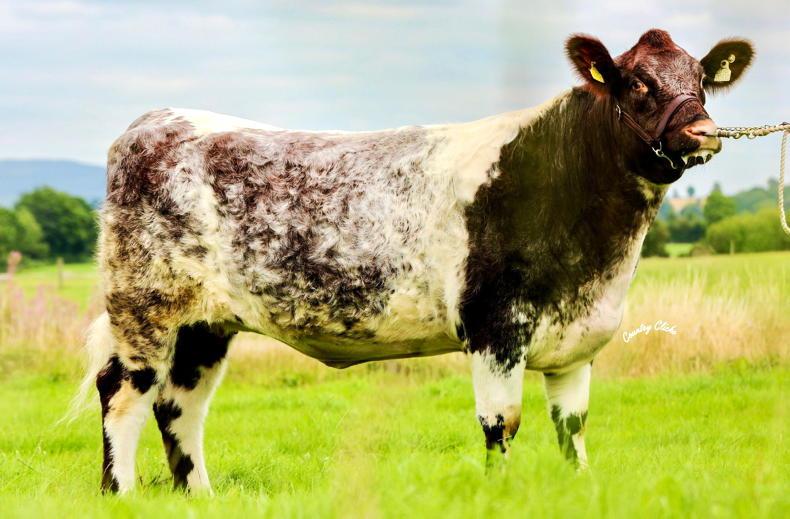 Records smashed in Ricketstown Shorthorn sale