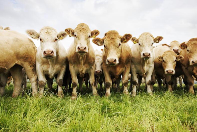 Charolais and Blues win out in ICBF indexes