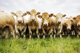 Charolais and Blues win out in ICBF indexes